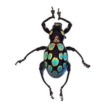 Pachyrrhynchus gemmatus ONE REAL WEEVIL BEETLE BLUE GREEN PHILIPPINES picture