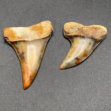 Colorful Pair Of Hastalis Planus Teeth Firezone Bakersfield Fossil Shark Mako picture