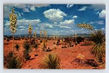 Postcard New Mexico Desert Yucca State Flower 1960s Unposted Chrome picture