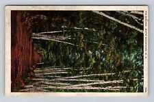 White Mountains NH-New Hampshire, The Birches, Antique, Vintage c1937 Postcard picture