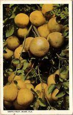 Miami FL-Florida, Grapefruit Growing, c1924 Vintage Souvenir Postcard picture