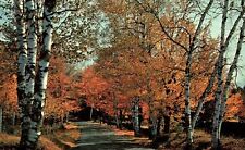 VINTAGE POSTCARD SCENE TYPICAL FALL VIEW WALKWAY THOROUGHFARE SCENE FOLIAGE picture