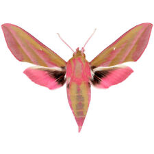 Deilephila elpenor pink moth China WINGS CLOSED/UNMOUNTED picture