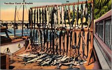 Vtg Florida FL Two Hour Catch of Kingfish Fishing Gulf of Mexico 1940s Postcard picture