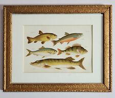 CHROMOLITHOGRAPH PLATE #VII, FRESHWATER FISH-PIKE, SHAD, TENCH, CHAR, PERCH picture