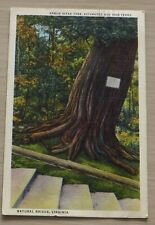 Linen Postcard: Natural Bridge, Virginia#21 Arbor Vitae Tree, Estimated Age 1000 picture