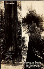 c1900 DYERVILLE FLATS CALIFORNIA WORLD'S LARGEST TREE REAL PHOTO POSTCARD 17-72 picture