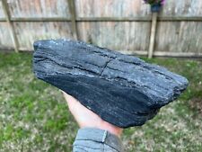Texas Petrified Wood 12x5x3 Black Agatized Natural Branch Manning Formation picture