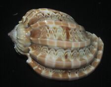 72 mm LARGE Harpa Ventricosa Harp Seashell From Red Sea GREAT PATTERN RARE picture