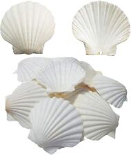 SEAJIAYI 6PCS Scallop Shells for Serving Food, picture