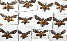 M.A.02- 12 Real Acherontia atropos Death Head Moth, A, Spread Wings picture