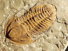 Big 100% NATURAL Hamatolenus Trilobite Fossil Anif Morocco 682gr picture