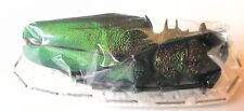 Cerambycidae Psalidognathus friendi 75mm A1 from COLOMBIA - #1070B picture