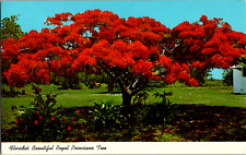 Vintage Florida's Beautiful Royal Poinciana Tree Red Bloom FL Florida Postcard picture