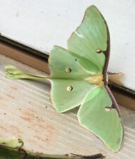 Luna Moth Stickers 15 Life-like Homemade Photograph Insect Bug Mini Scrapbooking picture