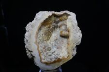 Opalized Coral / 9.5cm Mineral Specimen / From Tampa Bay, Florida picture