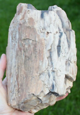 5.2 lb Petrified Wood, Rough & Smooth Bark, Partly agatized ~7.25