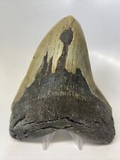 Megalodon Shark Tooth 5.55” Huge - Beautiful Fossil - Authentic 14854 picture