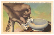Silver Springs Florida c1930's extracting Venom from Rattlesnake, Reptile Inst. picture