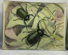 VINTAGE *RARE* John Derian BEETLES Plate Signed 10.25” x 8.0” picture