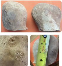 Concretions Lot Rocks Fossils Geological Specimens Rare Tn River Area Large picture