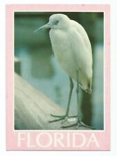  Florida FL Postcard Egret Bird Wildlife picture