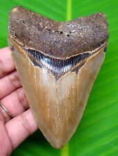 MEGALODON SHARK TOOTH - 4.09” - SHARK TEETH REAL FOSSIL - NO REPAIR - MEGLADONE picture