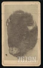 RARE CDV Taxidermy Head of Buffalo Shot by Grand Duke Alexis in 1872 picture