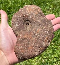HUGE Texas Fossil Red Ammonite BIG Ozan Formation Cretaceous North Sulphur River picture