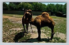 St Louis MO- Missouri, Camels At The Zoo, Forest Park, Antique, Vintage Postcard picture
