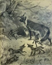1909 History of the Silver Fox Ernest Thompson Seton Illustrations picture