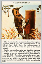 Postcard Yellow Hammer or Flicker Alabama State Bird picture