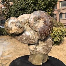 12.23LB Rare Natural Tentacle Ammonite FossilSpecimen Shell Healing Madagasc picture