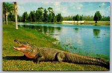 Florida Alligator Gatorland Zoo Tropical Aquatic Wildlife Chrome Postcard picture