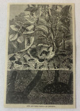 1880 magazine engraving~ ANTS AND ANT-HILL picture