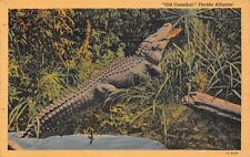 Old Cannibal Florida FL Alligator Linen Postcard picture
