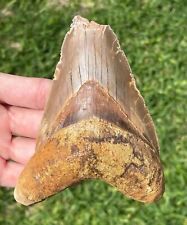 Indonesia Megalodon Tooth Fossil HUGE 4.7” Shark Indonesian Meg picture