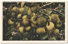 Grape Fruit Growing at Miami, Florida FL-antique postcard picture