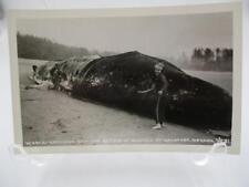 RARE RPPC 40s Huge Whale Beached at Waldport OR Oregon 64 Ft  Postcard Unused picture