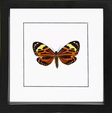 Boisduval's tiger Chetone histrio Framed Day flying moth picture