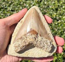 Indonesian Megalodon Tooth in Matrix HUGE Fossil Shark Tooth Indonesia Meg picture