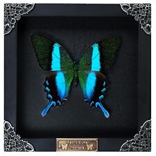 Handmade Framed Peacock Butterfly Real Dreid Insect Bug Collection Display picture