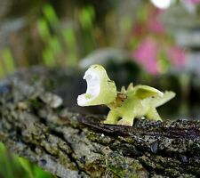 Miniature Cranky Dragon Figurine in Green  ~ Fairytale Fairy Garden Accessories picture