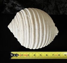 Large Sea Shell, Tonna Malea Ringens. Excellent Condition. picture