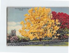 Postcard The Golden Shower Tree Florida USA North America picture