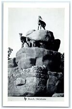 c1950's  Deer Frank Philips Ranch Woolaroc Oklahoma OK Vintage Antique Postcard picture