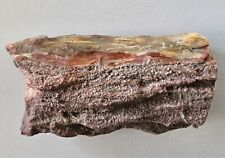 Petrified Wood Rough Polished End 333 Grams Locality Unknown  picture