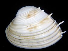 PITAR LUPANARIA:RARELY OFFERED HUGE SPINED BIVALVE @ 66.19MM-FROM VERY OLD COLL picture