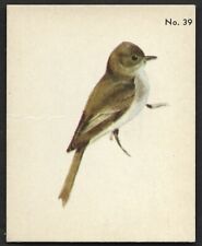 1952 EASTERN PHOEBE Card PARKHURST Gum V339-2 Audubon BIRDS Canadian #39 Bird picture