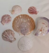 LOT OF 7 Seashells  Variety Sand Dollar Scallop Polished  picture